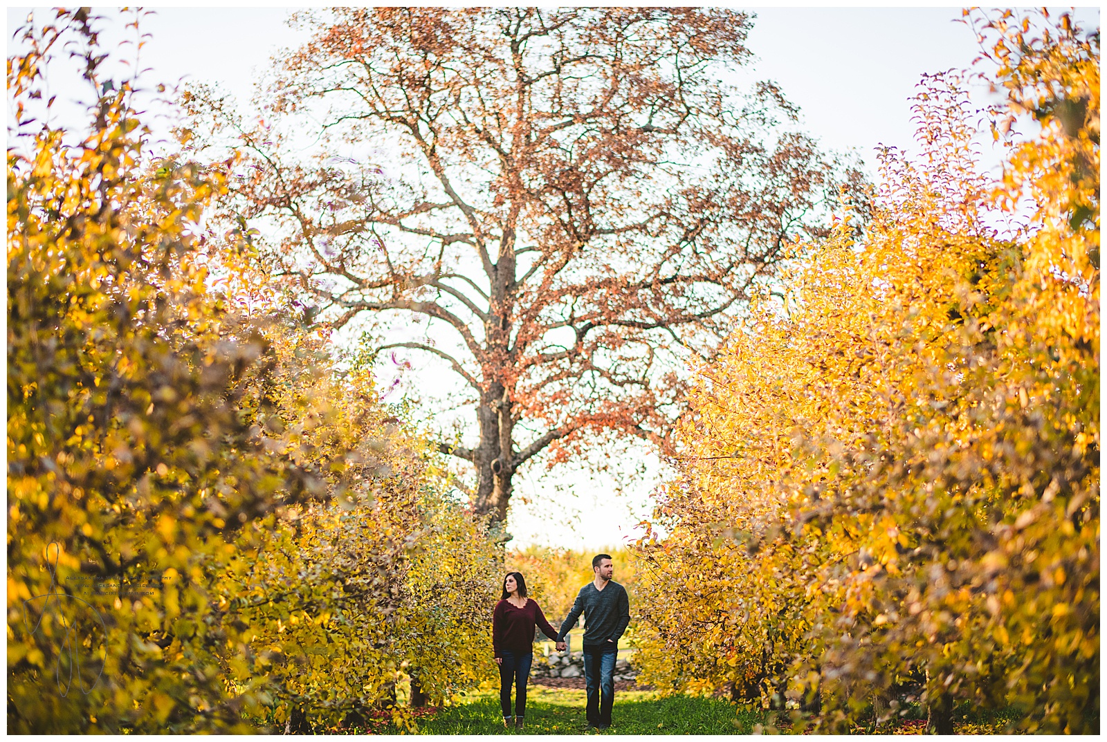 Apple Orchard Engagement Photos